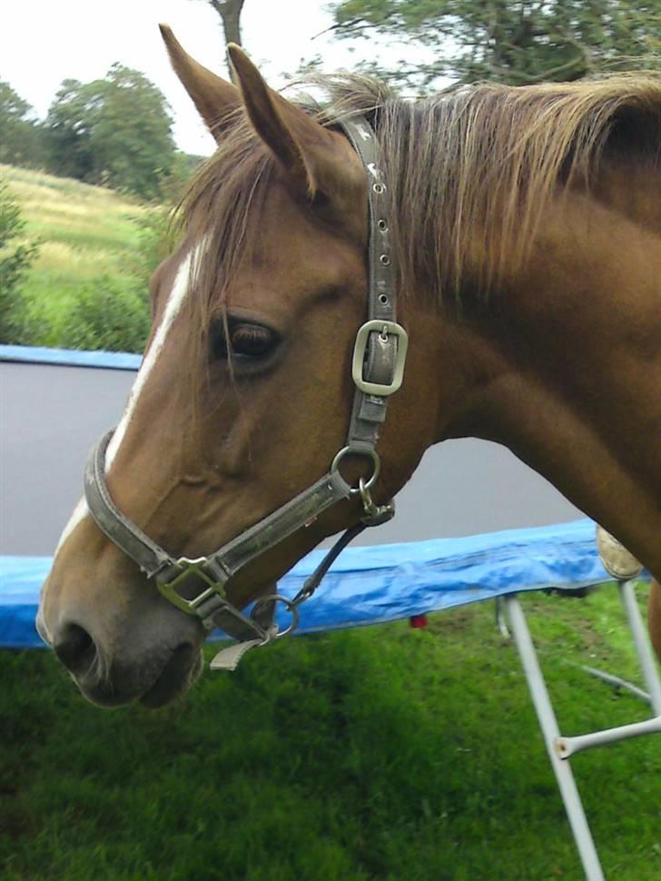 Anden særlig race Flør (gammel part) - flørs smukke hoved igen:) billede 18