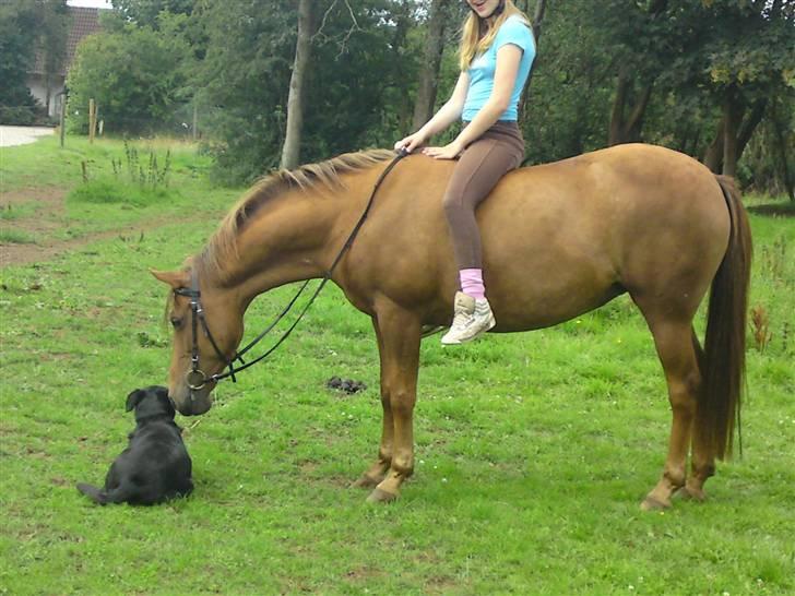 Anden særlig race Flør (gammel part) - den hund er virkelig sød:) billede 19
