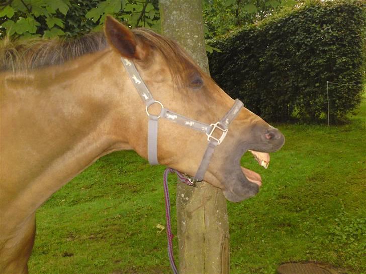 Anden særlig race Flør (gammel part) - nu er flør ved at være lidt træt så nu er der ikke flere billeder:) billede 20