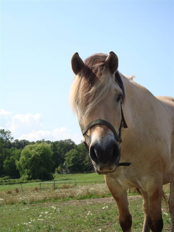 Fjordhest *Tjalfe* billede 19