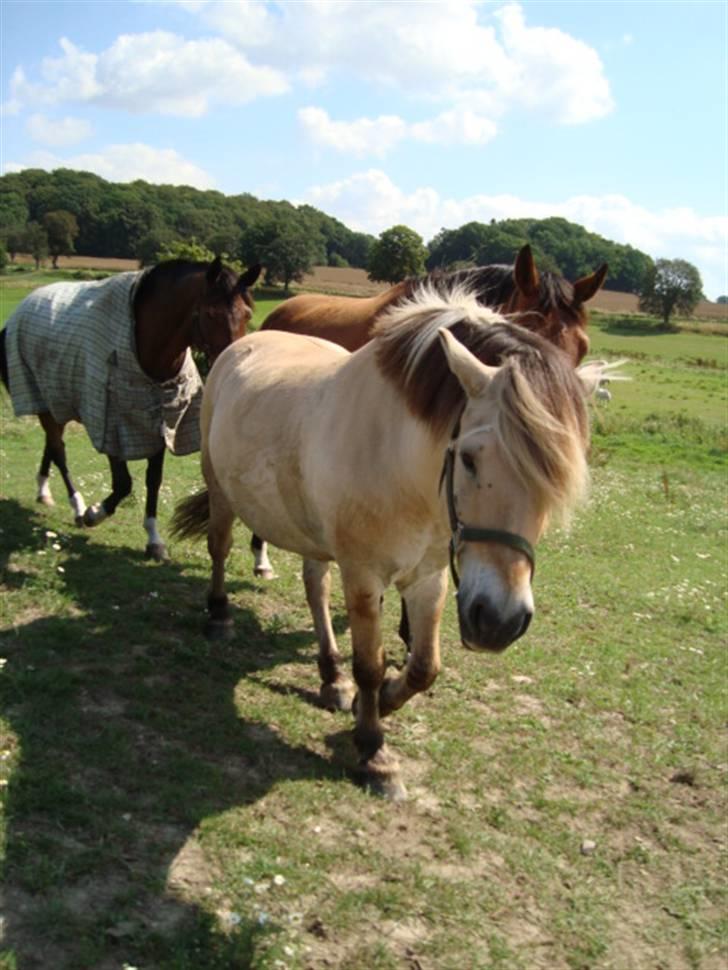 Fjordhest *Tjalfe* billede 20