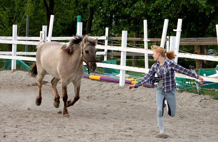 Konik Polski | Gneisti | Hvil i fred - Første gang Gneisti galoperede efter mig. Billedet betyder nu ret meget for mig.  | Foto: Marina Bohn Hansen billede 17