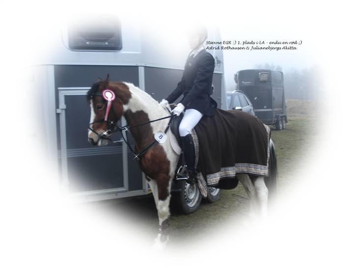 Pinto Julianebjergs Akitta - Hehe billede 16