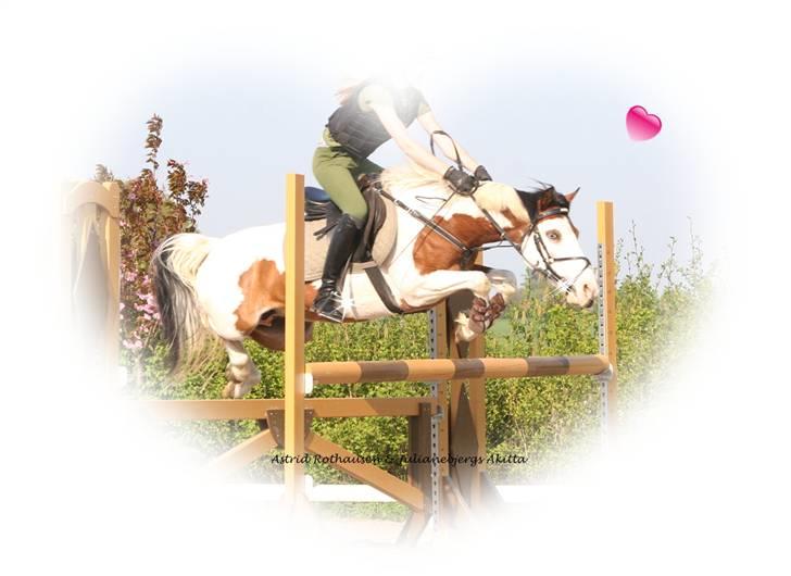 Pinto Julianebjergs Akitta - Kig ikke på min opstilling, red af lort den dag ;S billede 17