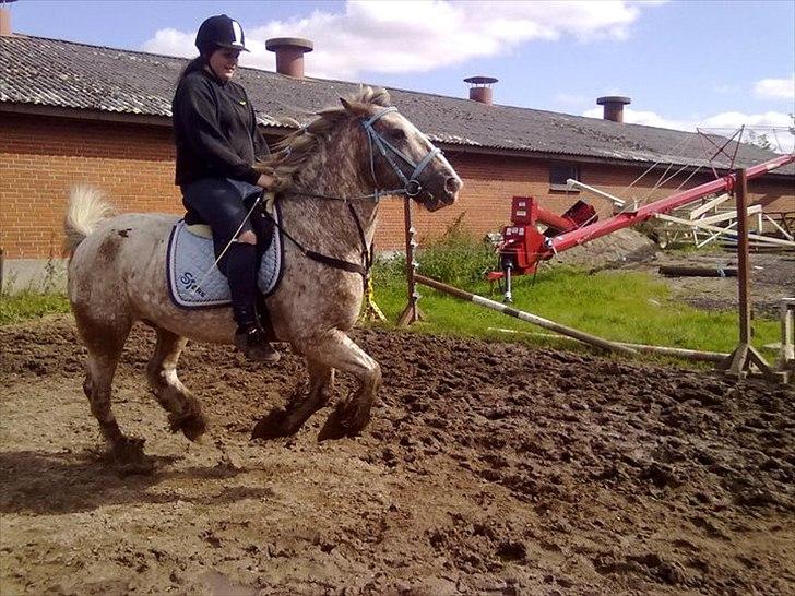 Irish Cob sjors 9 <3 - mig og sjors bare et lille sejl

Foto. Melissa billede 8