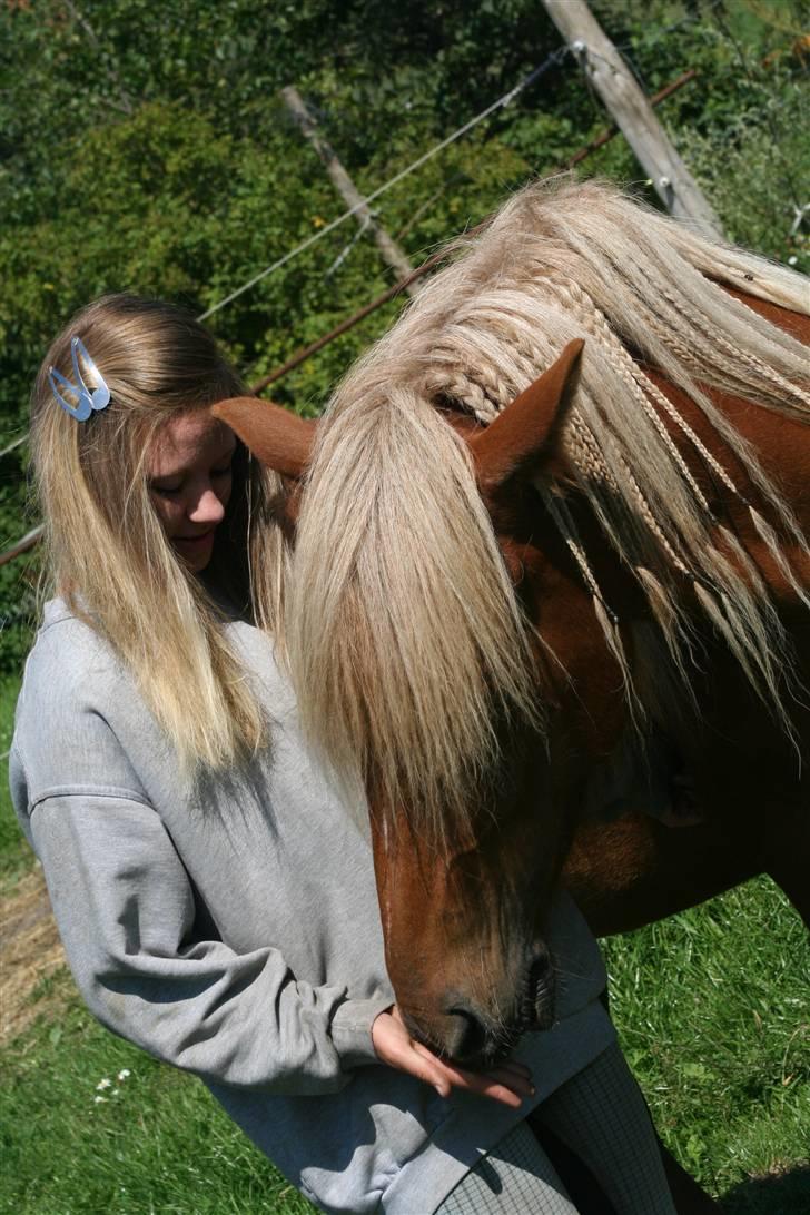 Islænder Fifla - Fifla <3 billede 1