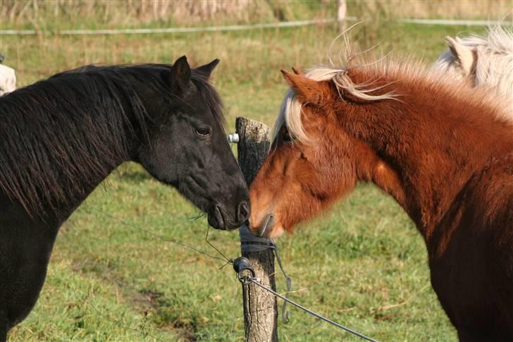 Islænder Fifla - Mine to dejlige heste! billede 2