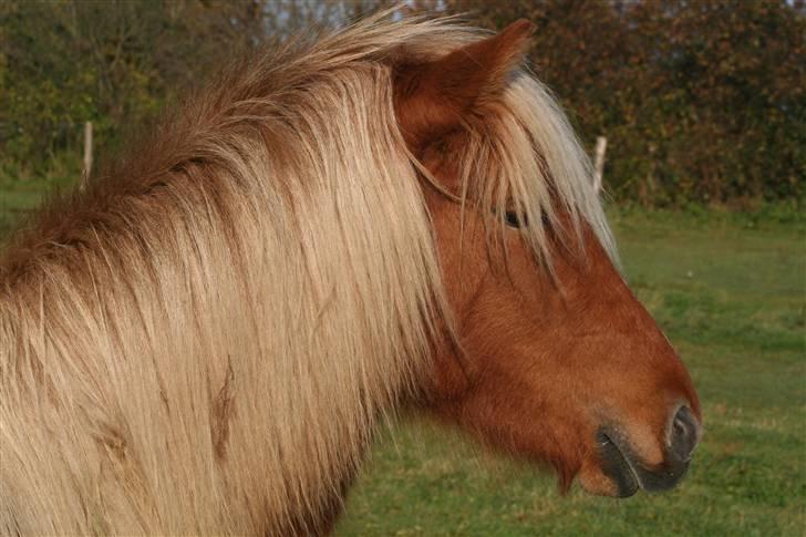 Islænder Fifla billede 3