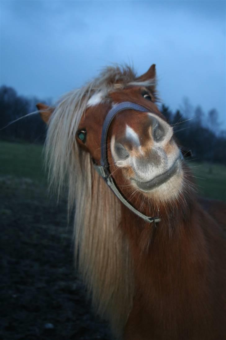 Islænder Fifla - Skøre Fifi billede 4