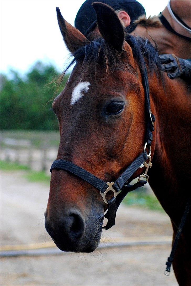 Anden særlig race Spring Gnist *Himmelhest* - Velkommen til Spring Gnist´s profil <33  billede 1