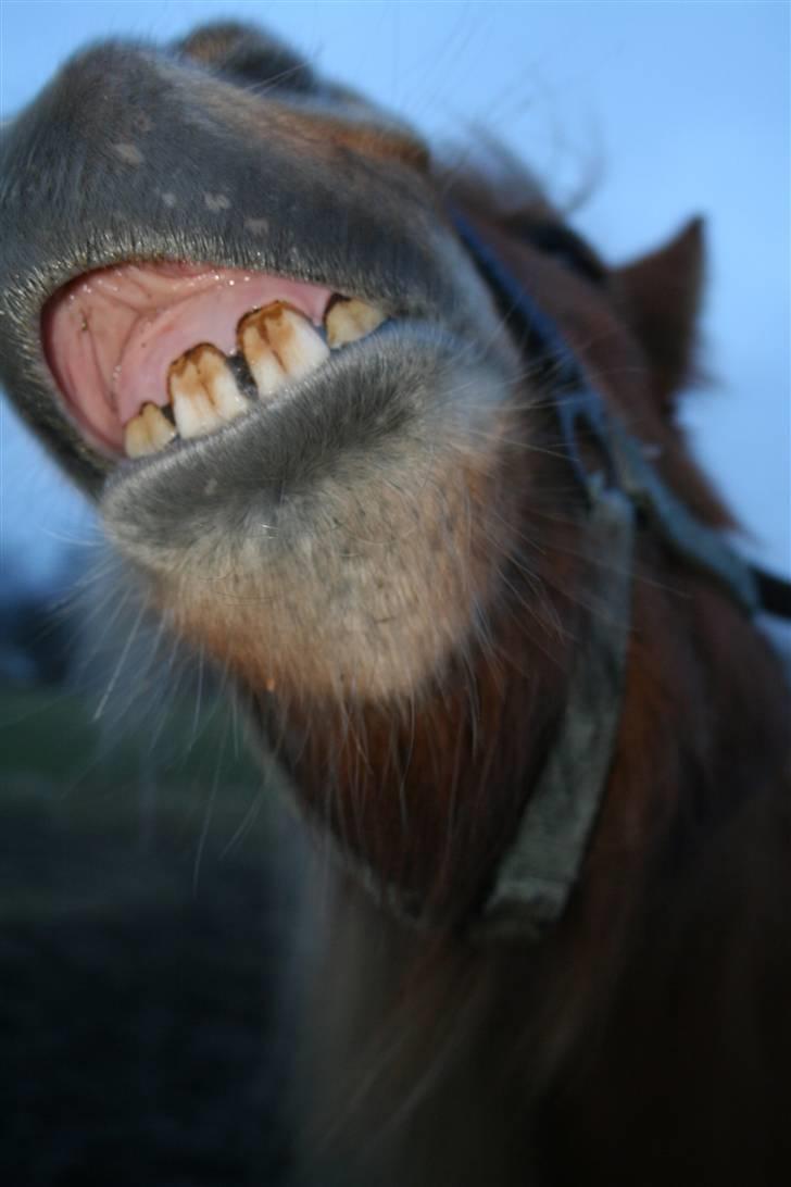 Islænder Fifla - Smil! billede 5