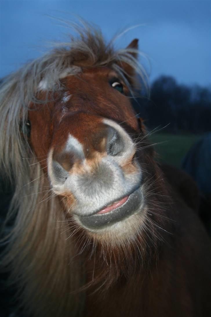 Islænder Fifla billede 6