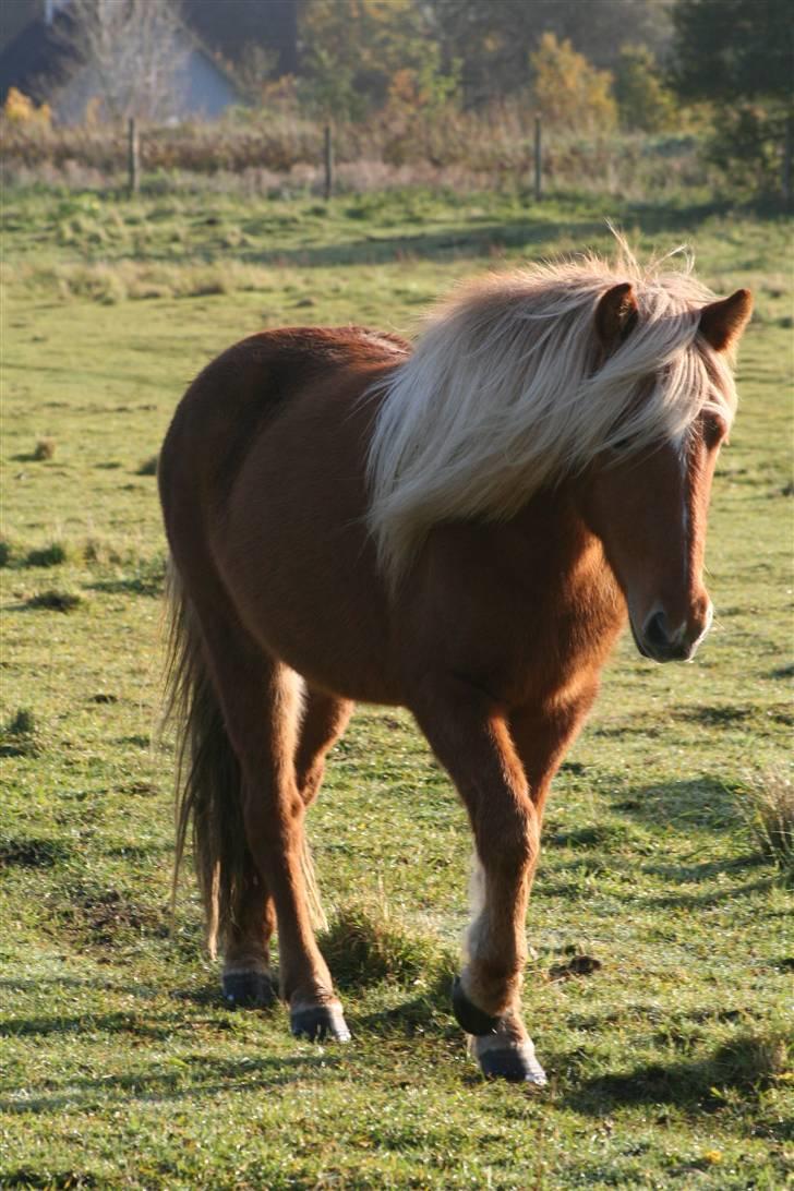 Islænder Fifla - Fifla ved solopgang!  billede 7