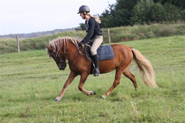 Islænder Fifla - Fifla og Regitze billede 8