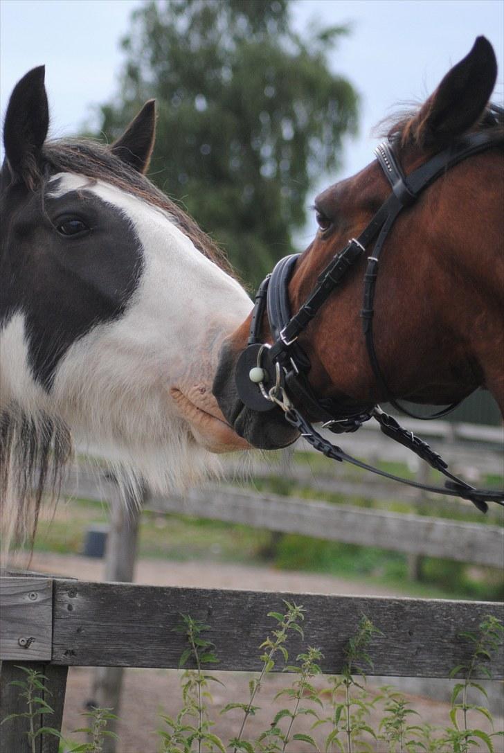 Anden særlig race Spring Gnist *Himmelhest* - KNH-F0T0 billede 12