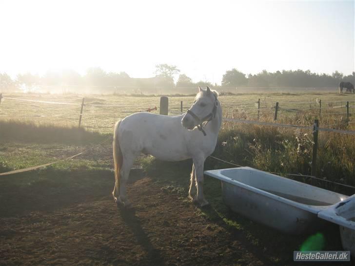 Welsh Pony (sec B) Dundee - (red) solgt! - *5*  Dundee jeg kan ikke beskrive hvor meget jeg savner dig!    taget af: AC. MAN MÅ IKKE KOPIRE MINE BILLEDER!! billede 5