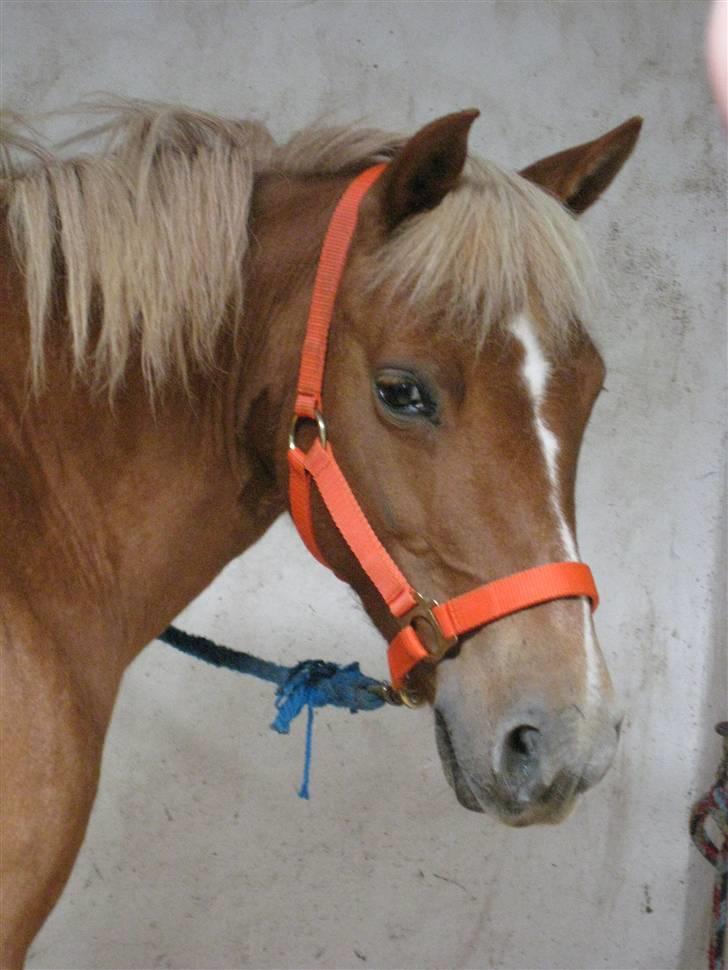 Anden særlig race Rosa* Linda h's * - Velkommen til Rosa´s profil. Foto:Camilla. billede 1