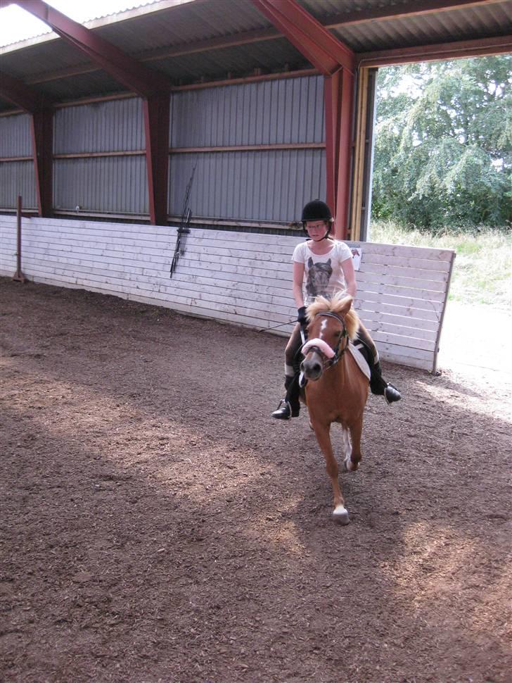 Anden særlig race Rosa* Linda h's * - Traver i ridehuset. Foto: Camilla. billede 2