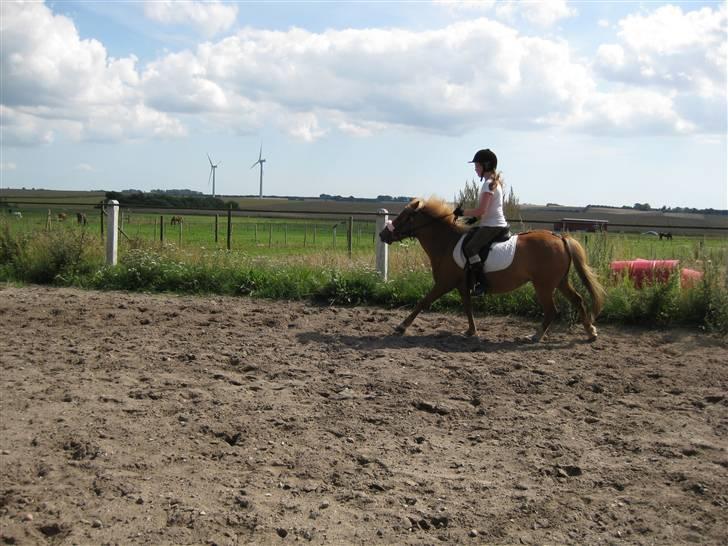 Anden særlig race Rosa* Linda h's * - På ridebanen. Foto: Camilla. billede 3