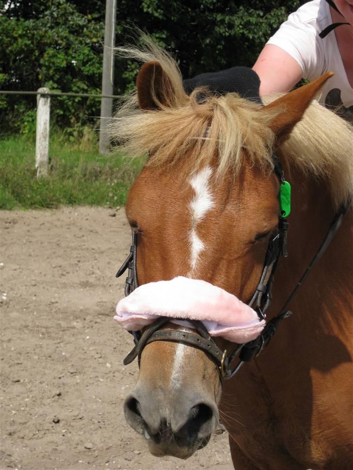 Anden særlig race Rosa* Linda h's * - Hygge<´3 Foto: Camilla. billede 4