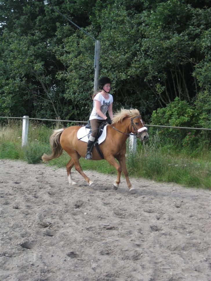 Anden særlig race Rosa* Linda h's * - Gallop på ridebanen. Foto:Camilla. billede 6
