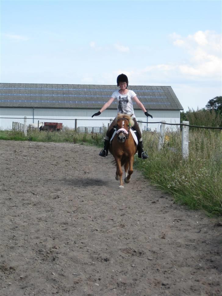 Anden særlig race Rosa* Linda h's * - i GALOP uden hænder. Foto: Camilla. billede 7
