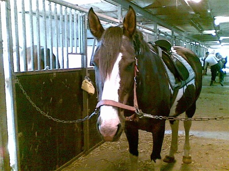 Pinto Mindy - [Red engang] - Jeg er glad og står pænt :) billede 1