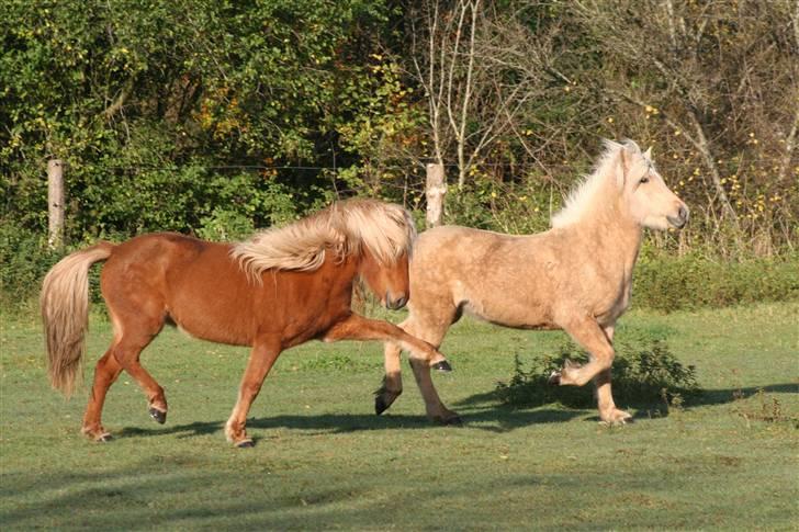 Islænder Fifla billede 9