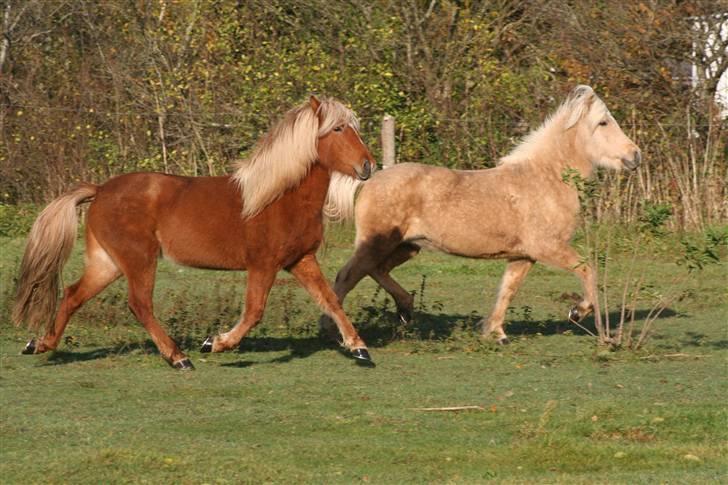 Islænder Fifla billede 10