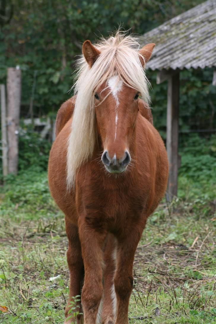Islænder Fifla - Smuk! billede 11