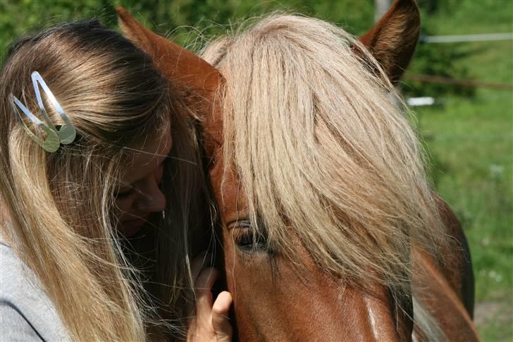 Islænder Fifla billede 12