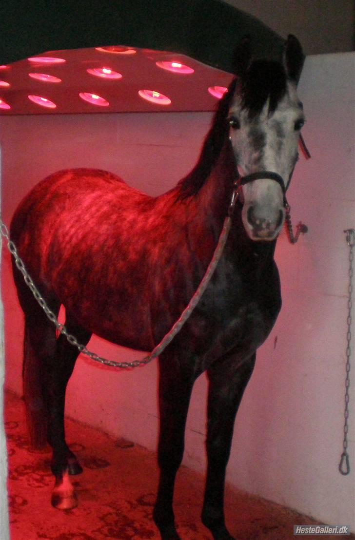 New Forest Zorro - Velkommen til Zorro´s profil! <3 billede 1