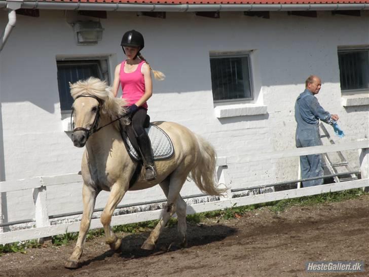 Fjordhest Fjordlys Armani + RIP + - Genoptræning, August 2009:)  billede 9