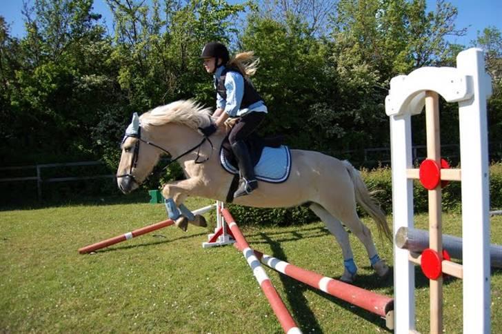 Fjordhest Fjordlys Armani + RIP + - 2009 . Fotograf: Helena Sato billede 10