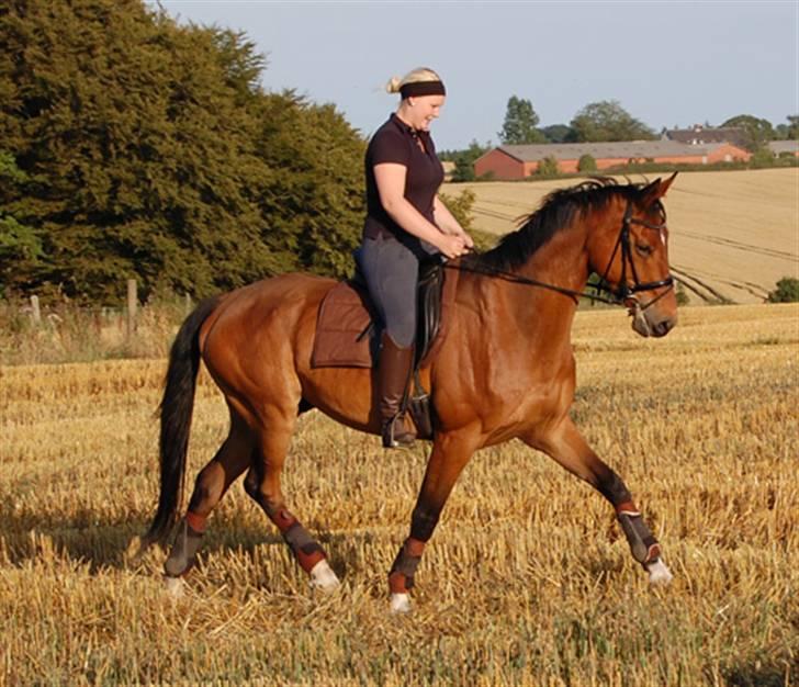 Dansk Varmblod Future-Lad *Solgt* -  05.08.09 billede 18