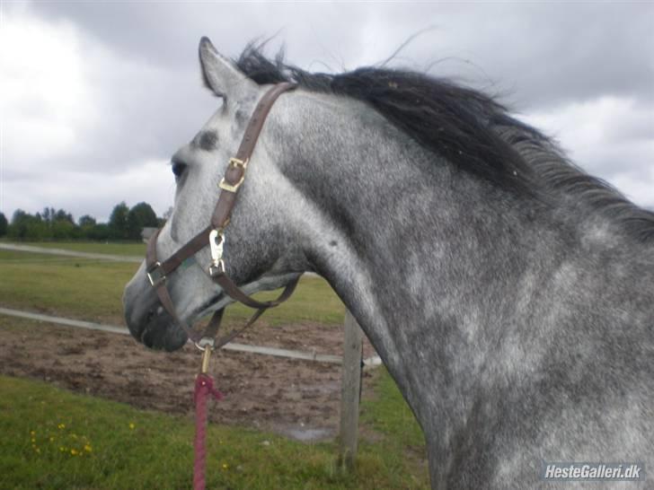 New Forest Zorro - Smukke dreng <3 billede 2