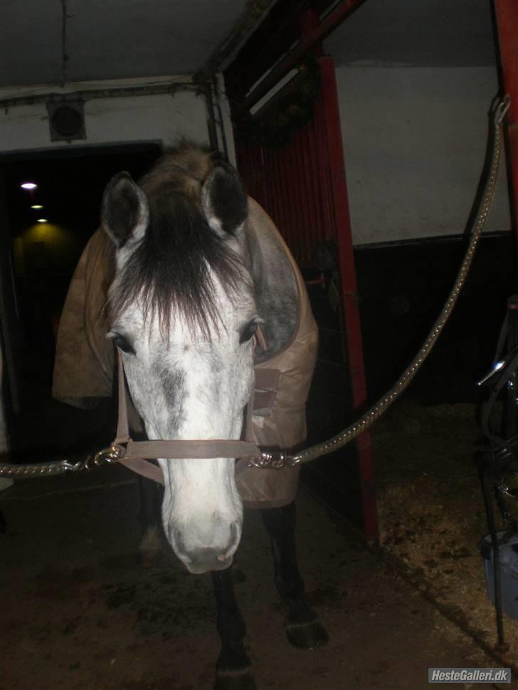 New Forest Zorro billede 3