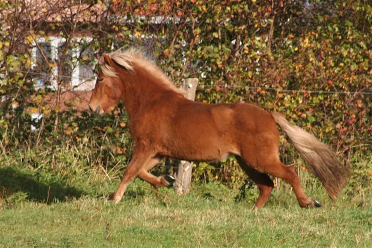 Islænder Fifla - Fart på! billede 13
