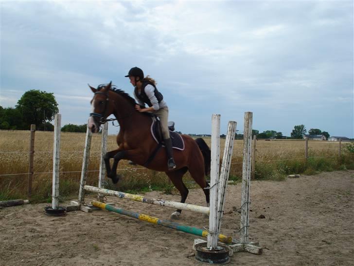 Anglo Araber (AA) Magara Al Ziyadah(Maggie) - tja..... xD billede 7