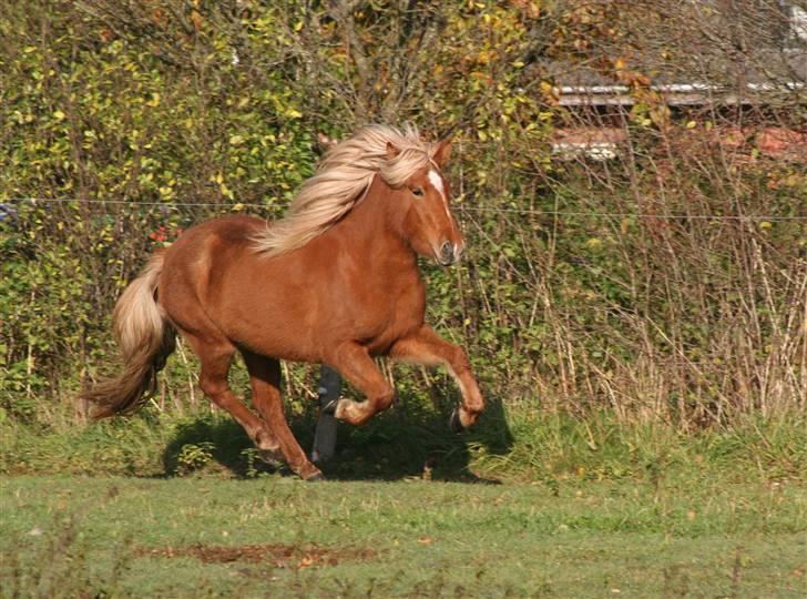 Islænder Fifla billede 14