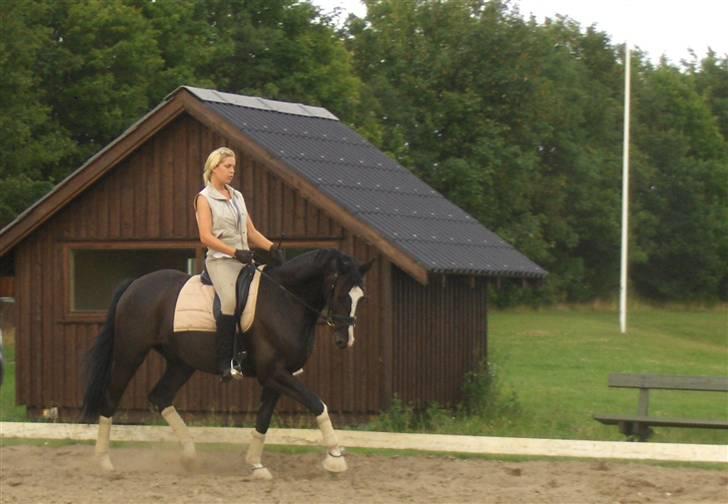 Dansk Varmblod Antino - 2 gang dressurundervisning 3/8 09 billede 3