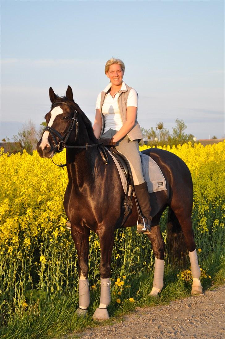 Dansk Varmblod Antino - sol sommer og rapsmark :) billede 4