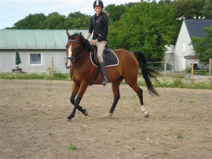 Anglo Araber (AA) Magara Al Ziyadah(Maggie) - ... billede 10