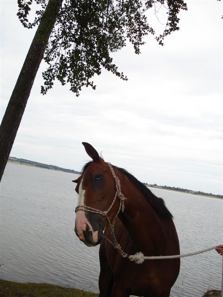 Anglo Araber (AA) Magara Al Ziyadah(Maggie) - Ryster si lige ;P <3 billede 13