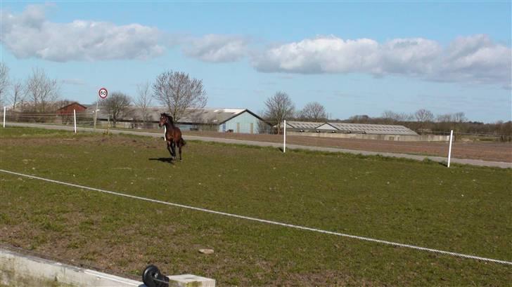 Welsh Partbred (Sec F) Klintholms Sir ChuckSOLGT - Chuck da vi var henne og kigge på ham  <333 billede 10