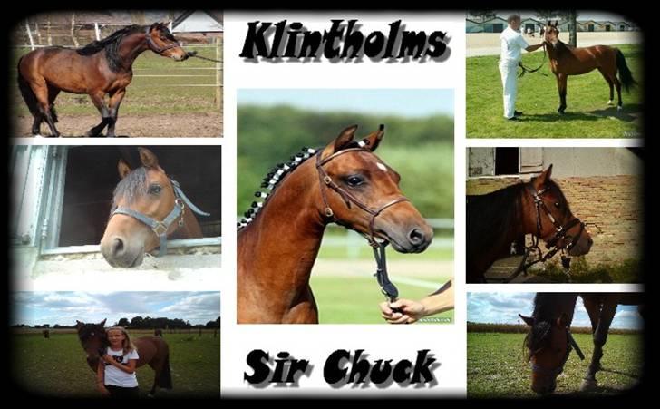 Welsh Partbred (Sec F) Klintholms Sir ChuckSOLGT - en masse billeder af Chuck  billede 14