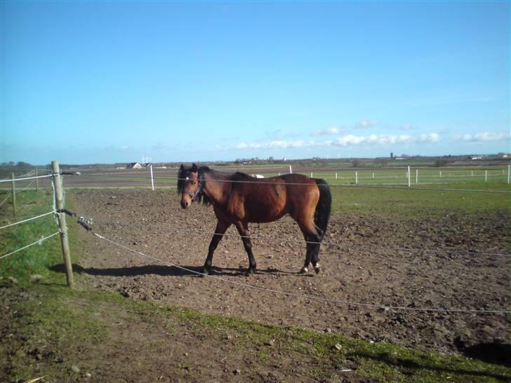 Welsh Partbred (Sec F) Klintholms Sir ChuckSOLGT billede 15