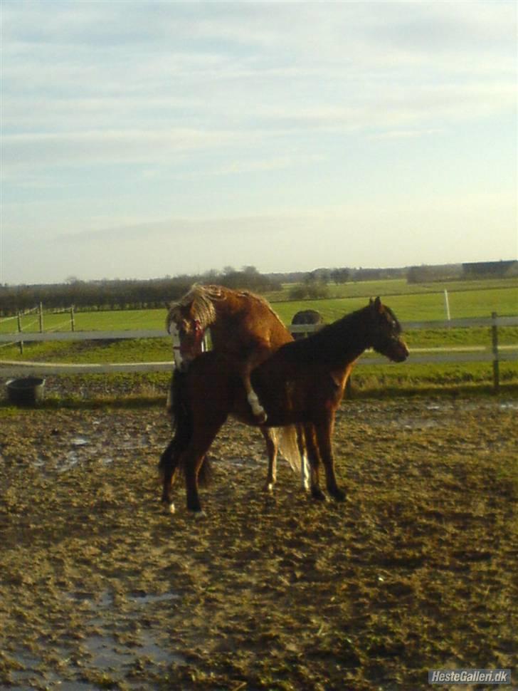 Welsh Partbred (Sec F) Klintholms Sir ChuckSOLGT - Chuck <333 billede 19