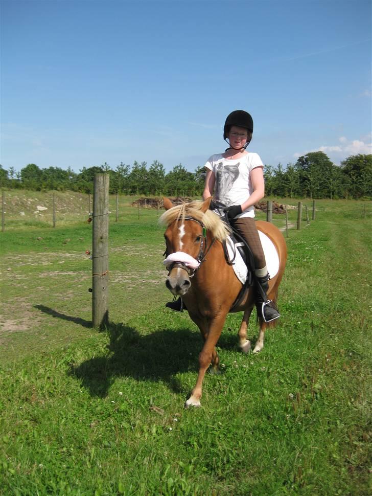 Anden særlig race Rosa* Linda h's * - Skridter af billede 11