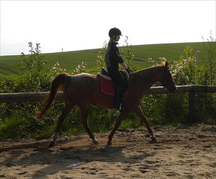 Anden særlig race Isabelle *Min engel* - ´´Din hest er bare genspejlingen af dig. Det er dig der fejler, ikke den." billede 7